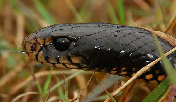 Photo: Dangerous black snake