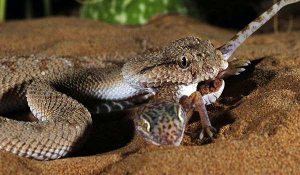 Photo: Gaboon viper snake