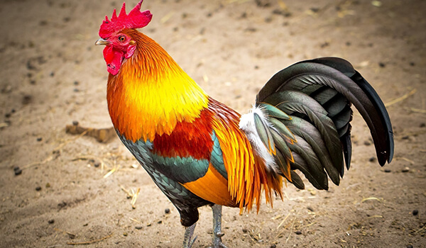 Photo: What a rooster looks like 
