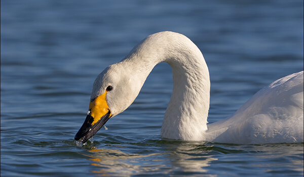 Photo: What a whooper swan looks like