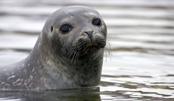 Photo: Caspian Seal