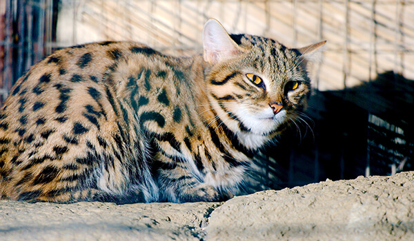 Photo: What a black-footed cat looks like