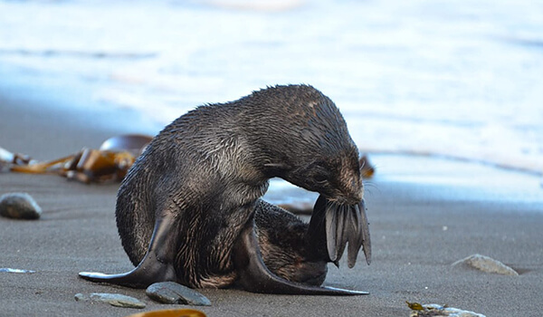 Photo: Fur seal in Russia