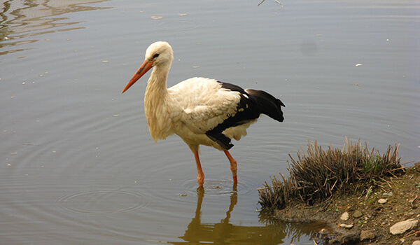 Photo: White stork in Russia