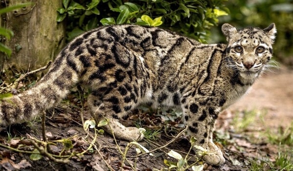 Foto: Červená kniha oblačného leoparda