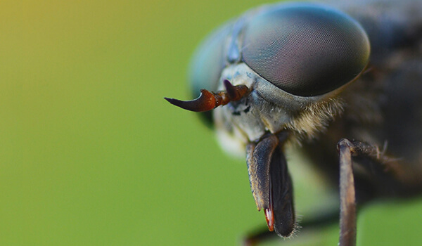 Photo: What a gadfly looks like