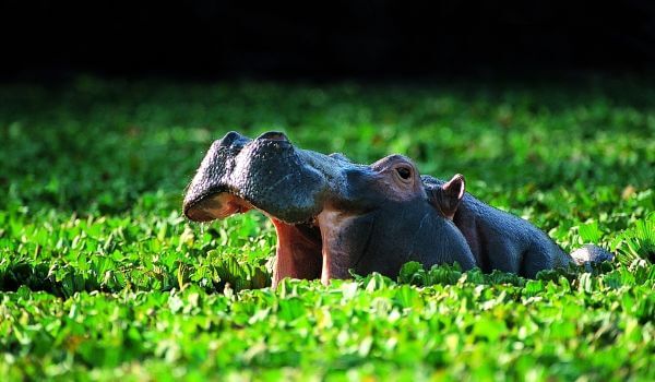 Foto: Hipopótamo na África