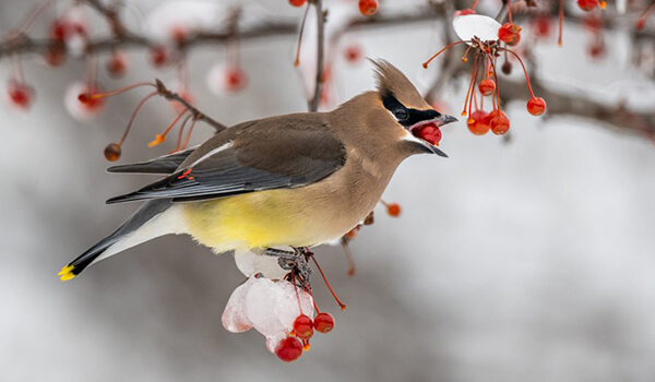 Photo: Common Waxwing