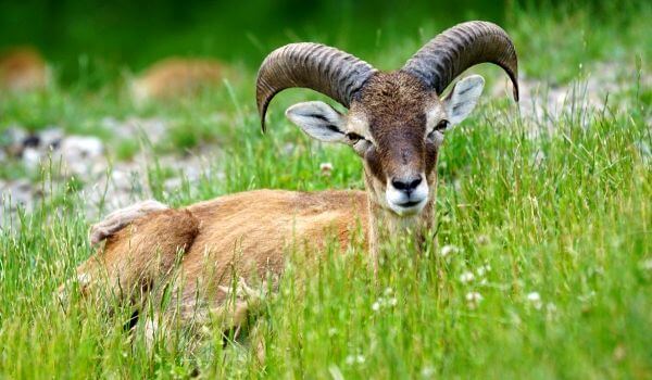  Photo: Transcaucasian mouflon