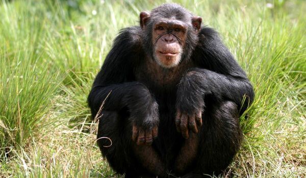 Foto: Chimpanzé