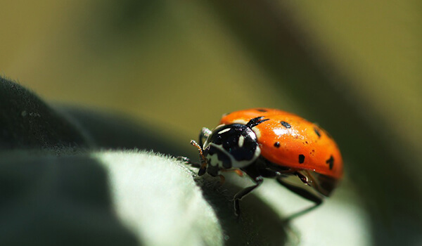 Photo: Miraculous Ladybug