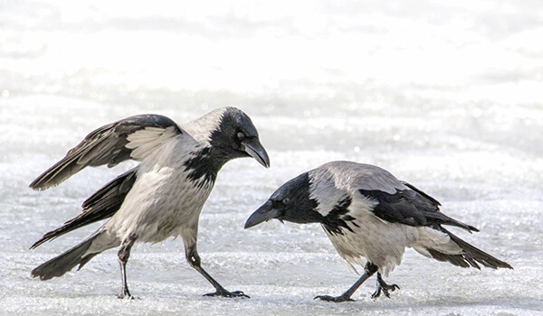 Photo: How Hooded Crows Look