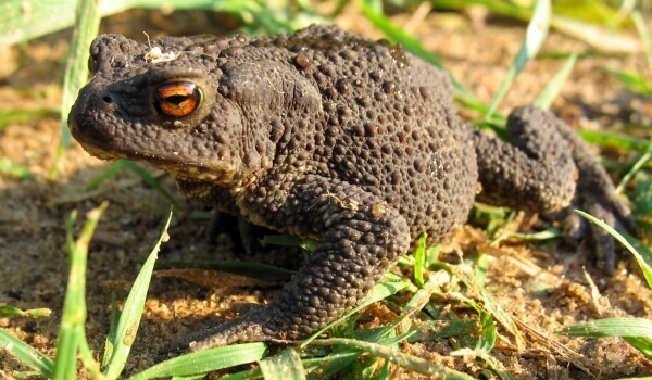 Photo: Ground toad in the garden