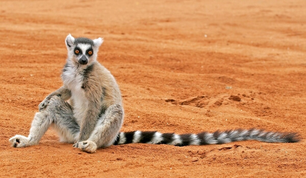 Foto: kočka lemur