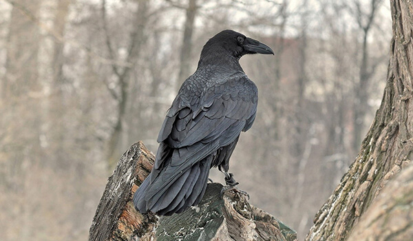 Foto: Corvo negro na natureza