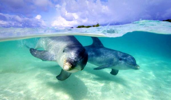 Foto: Svarta havets flasknäsdelfin