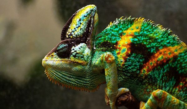 Photo: Panther chameleon in nature