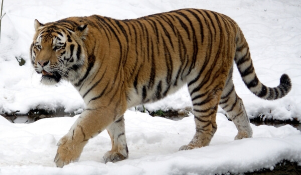 Foto: tigre de Amur en invierno
