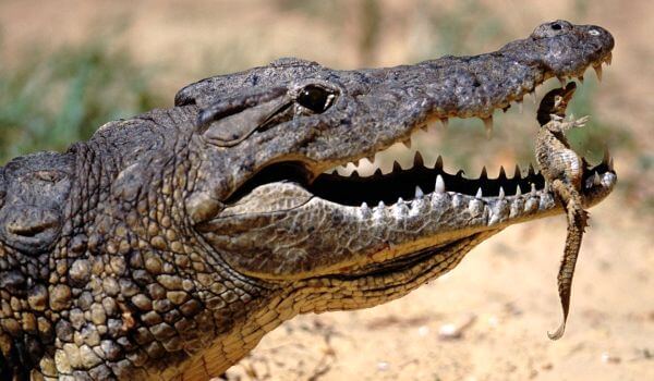 Photo: Baby Nile Crocodile