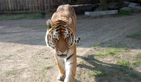 Foto: animal tigre de Amur