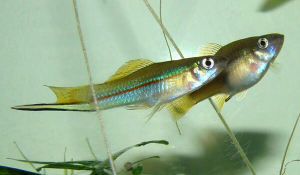 Photo: Green Swordfish