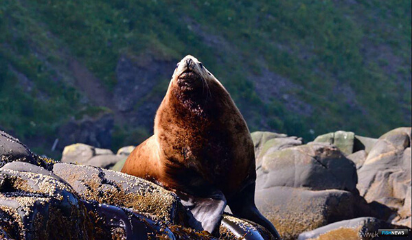 Foto: Steller Sea Lion