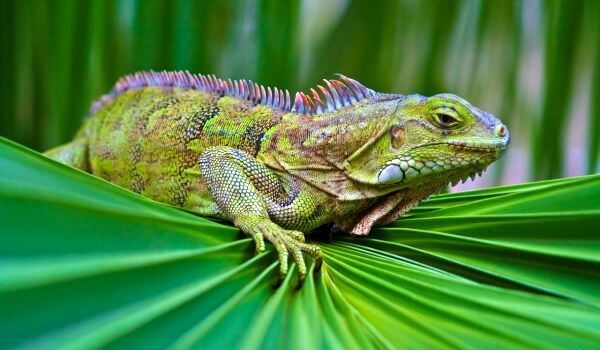 Foto: Iguana verde