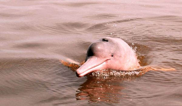 Foto: Delfín de agua dulce
