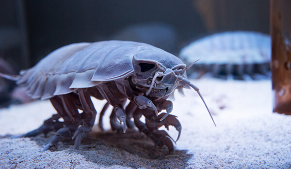 Foto: Isopod in de natuur