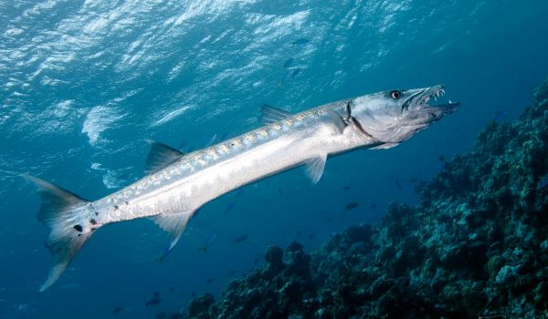 Photo: Barracuda fish in the Red Sea