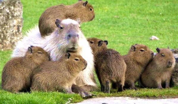 Photo : Capybara albinos