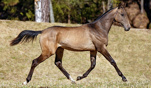 Photo: Akhal-Teke horse