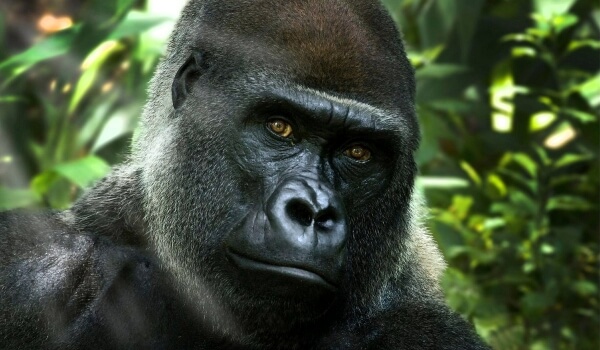Foto: Gorila primát