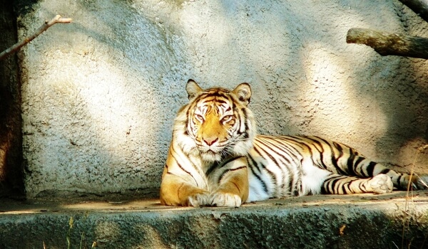 Foto: tigre de Amur