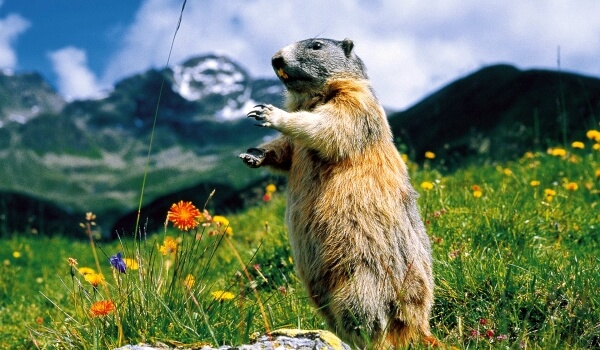 Características de la marmota