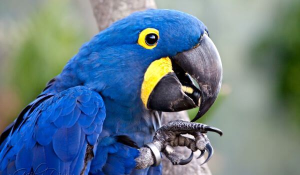 Photo: Hyacinth Blue Macaw