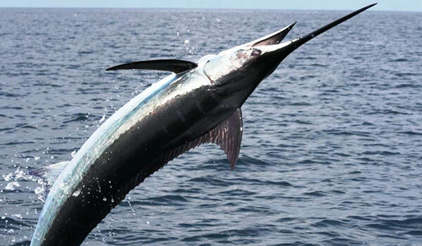 Photo: Large Marlin