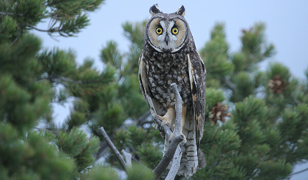 Photo: Long-eared Owl Bird