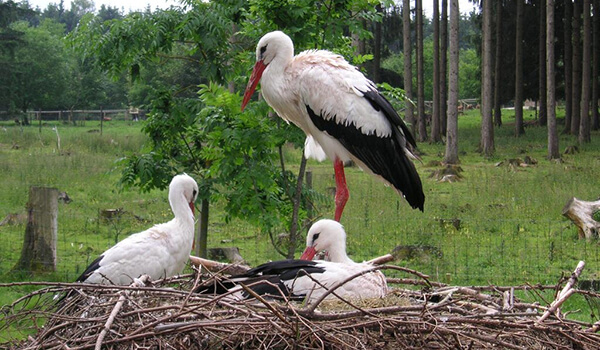Photo: White stork chicks
