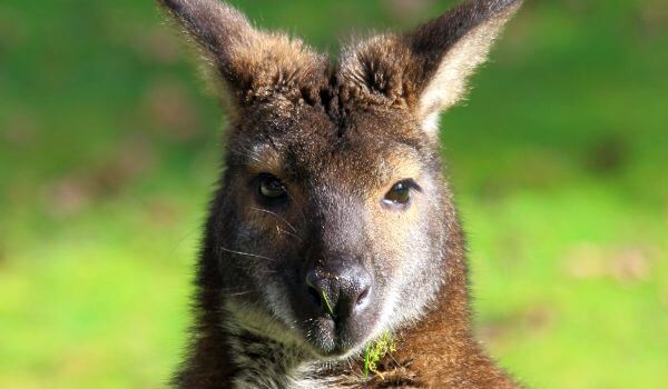 Photo: Wallaby animal