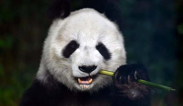 Foto: Stor pandabjörn