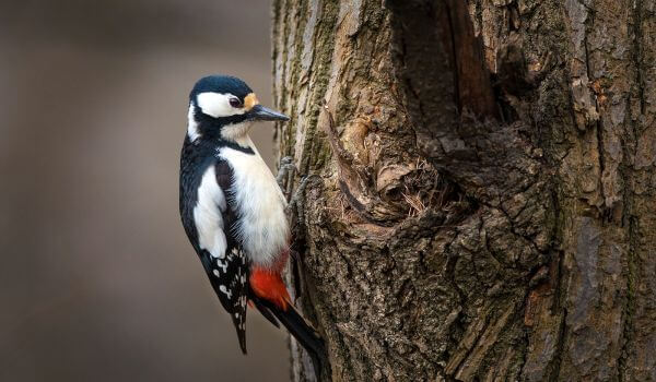 Photo: Middle Spotted Woodpecker