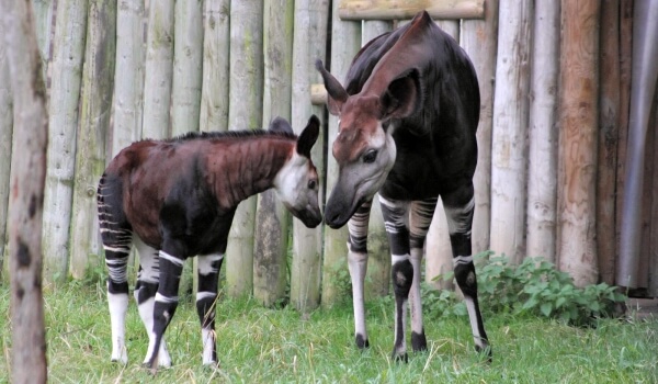 Photo: Baby Okapi