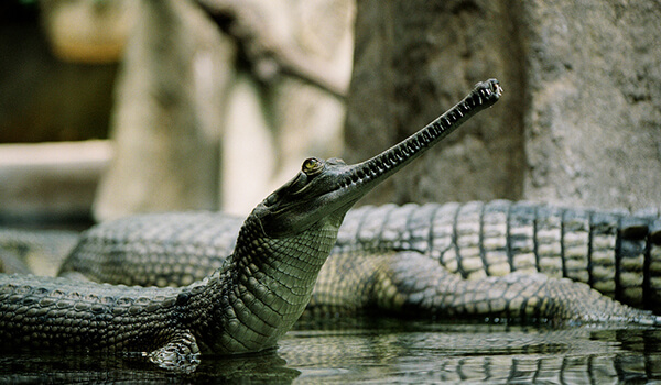 Photo : Crocodile gavial
