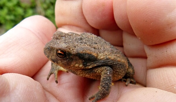 Photo : Ground toad in Russia