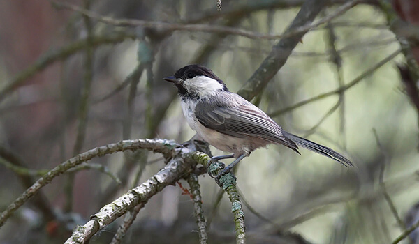 Photo: Brown tit in Russia