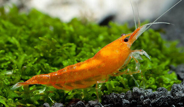 Photo: Red Shrimp