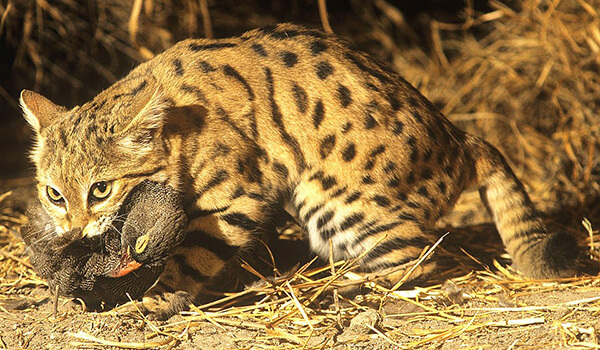 Photo: Wild black-footed cat