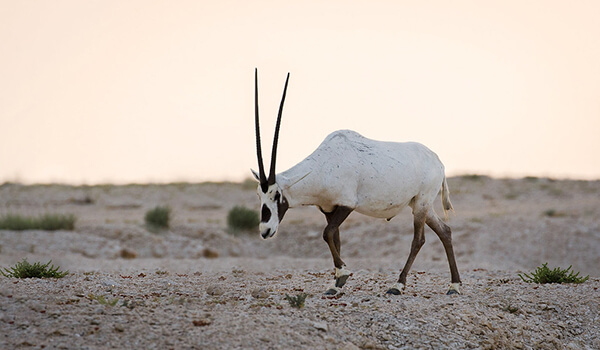 Photo: Arabian Oryx