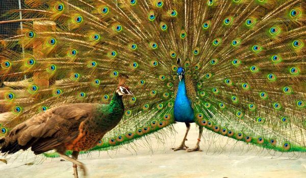 Photo: Female and male peacock